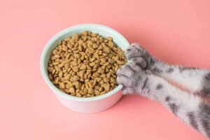 La Ciencia Detrás De La Nutrición Felina