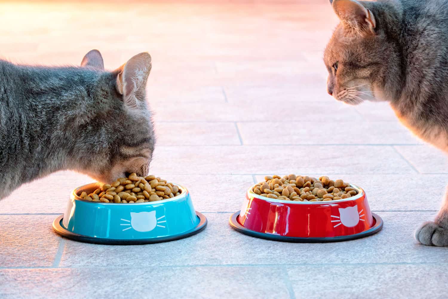 Ingesta excesiva de comida en gatos. Comer en exceso en gatos. Primer plano de gatos comiendo en un recipiente lleno de comida seca. Problema de obesidad en gatos.