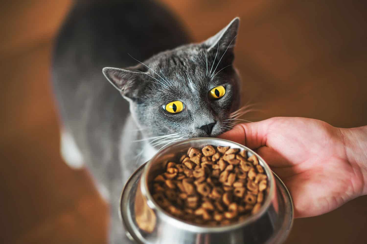 Un gato gris doméstico hambriento con ojos amarillos mira un plato de comida sostenido en la mano de un hombre. Alimentación de mascotas.