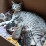 Los Fundamentos De La Nutrición De Los Gatitos Los Fundamentos De La Nutrición De Los Gatitos