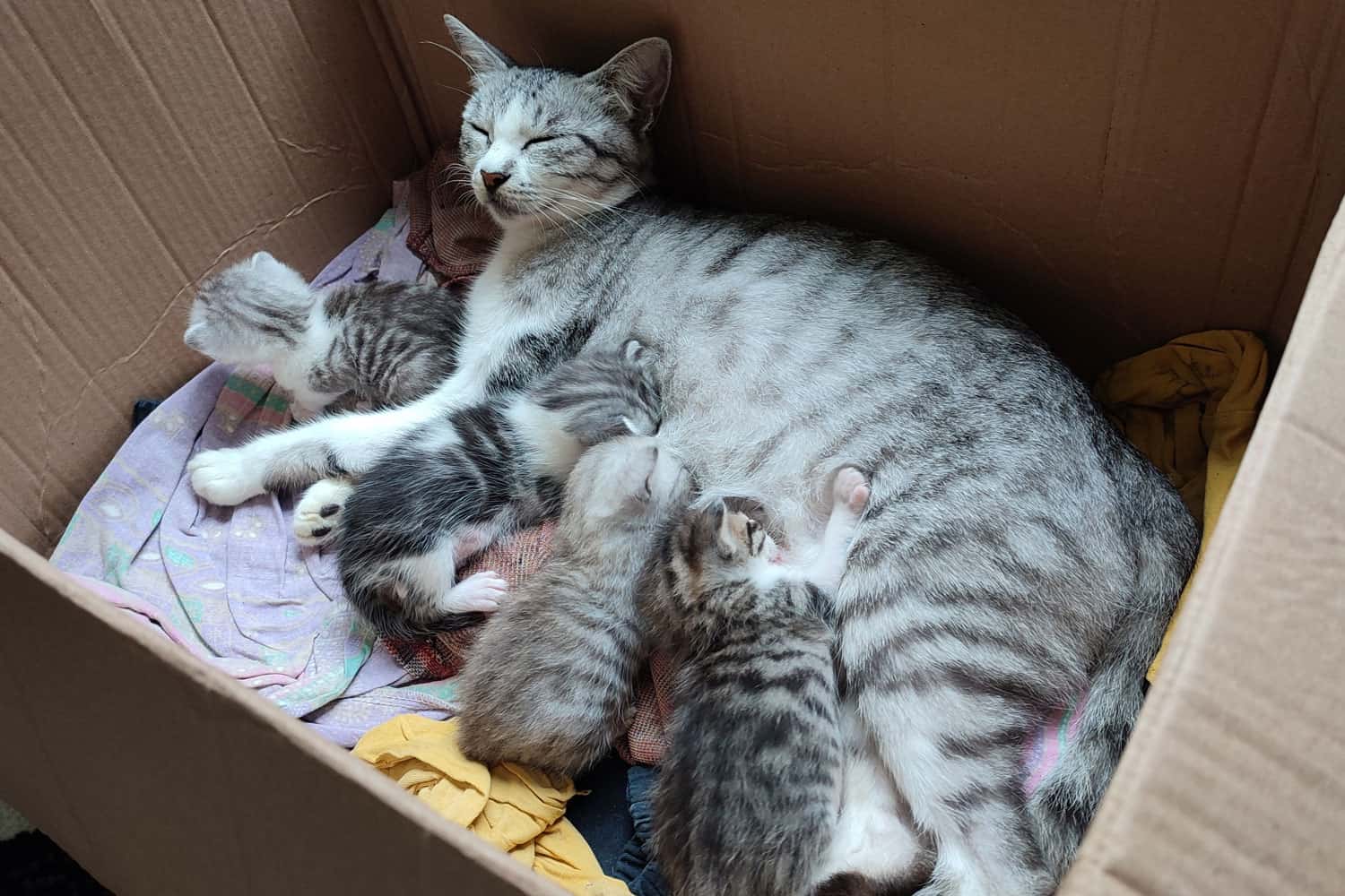Una gata amamanta a sus gatitos recién nacidos en una caja de cartón
