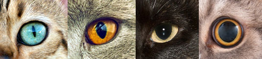 Los Ojos Y La Visión De Tu Gato: La Guía