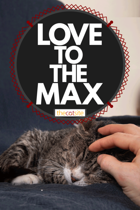 Love to the Max: Comprensión Y Tratamiento De La Disfunción