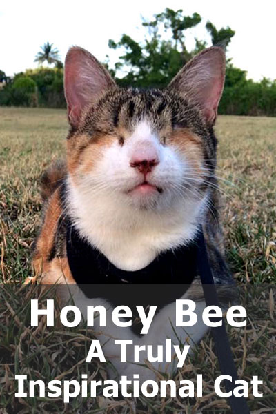 La historia de Honey Bee, el gato ciego que viaja por el mundo, realmente te inspirará