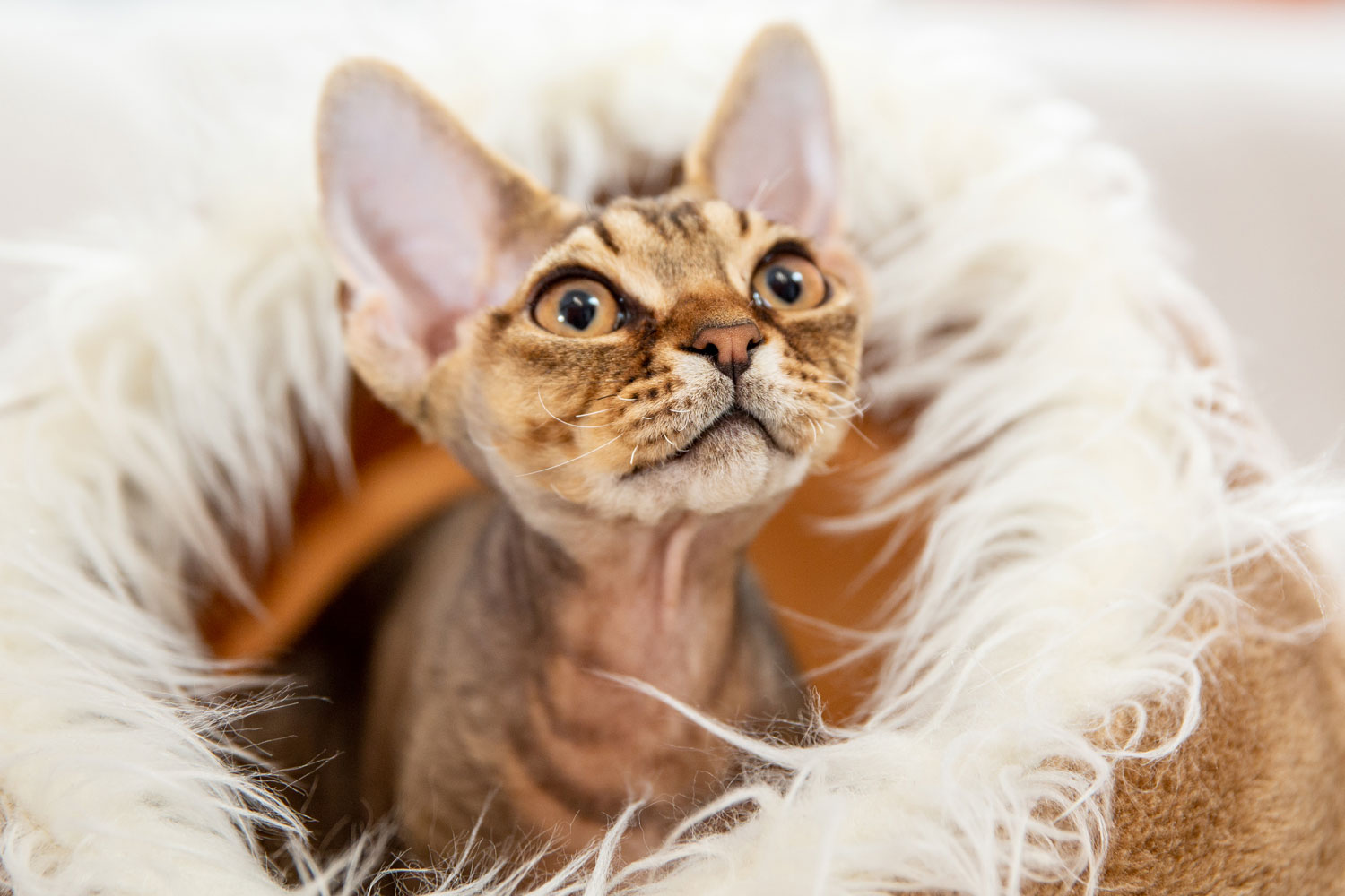 Un lindo Devon Rec con un gato de ojos naranjas acostado en su pequeño saco en casa