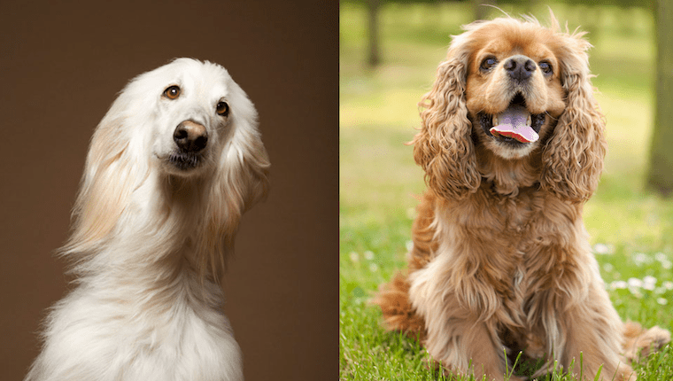 Perro De Aguas Afgano