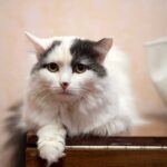 Por Qué No Deberías Entregar a Los Gatos Mayores a Los Refugios Por Qué No Deberías Entregar a Los Gatos Mayores a Los Refugios