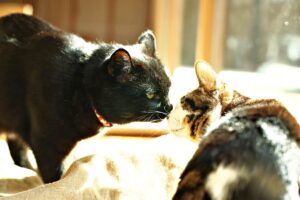 Presentación De Gatos a Gatos: La Guía Del Experto Para