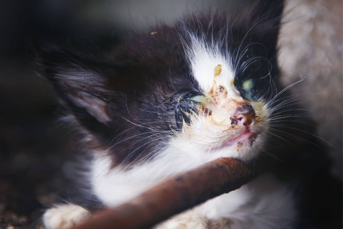 Pequeño gatito callejero sin hogar con daños en los ojos como síntoma de herpes Los gatos estaban sentados en el suelo

