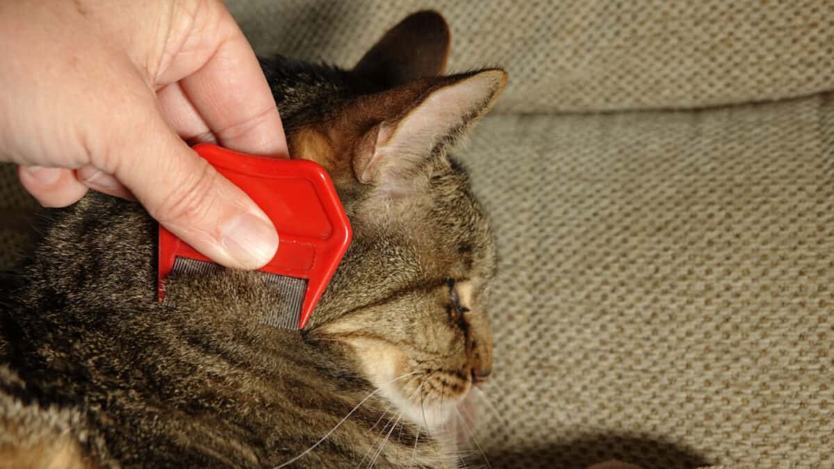 Primer plano de una mano revisando un gato en busca de pulgas con un peine antipulgas: control natural de plagas de pulgas de gato o pulgas de gato