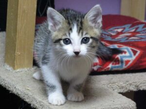 Rescatar, Rehabilitar, Realojar: La Historia De Cuatro Gatitos Del Jardín