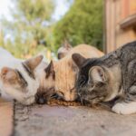 Salvando Gatos Salvajes