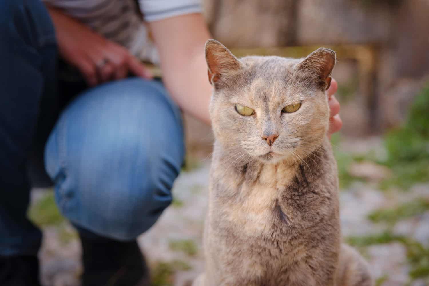 mujer acariciando a un gato afuera.  Gato callejero o salvaje en la calle de la ciudad de Rhode en Grecia.  Monumento histórico en el casco antiguo.
