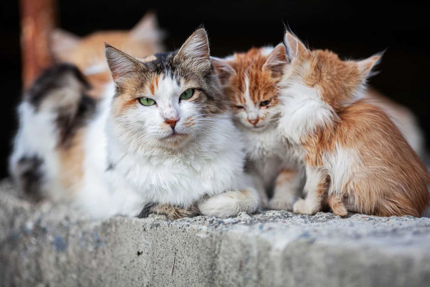 Gatos callejeros en las calles de Chipre
