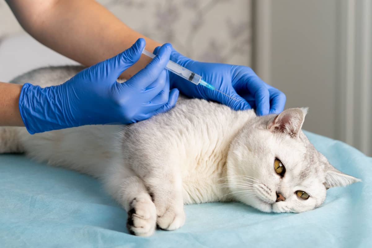 Sarcoma Asociado a Vacunas en Gatos