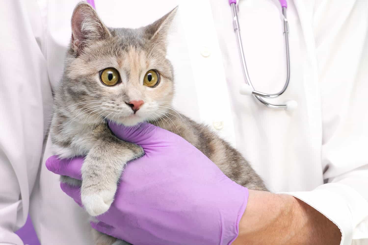 Examen veterinario del gato.  gatito en el veterinario.  Clínica de animales.  Control y vacunación de mascotas.  Cuidado de la salud.  sobre un fondo morado.