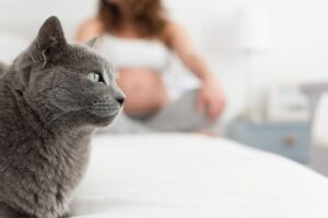 Toxoplasmosis Y Gatos: Comprender Los Riesgos Reales