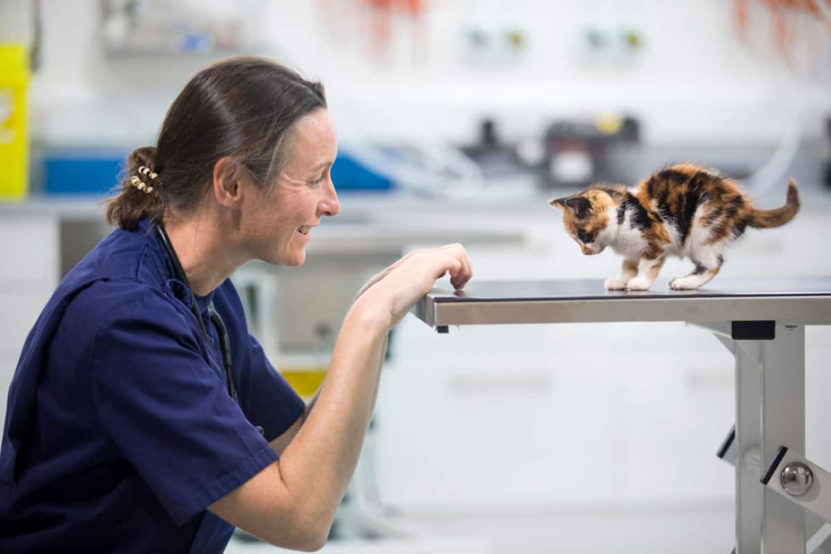 Veterinario examinando gato gatito mascota en la mesa en cirugía veterinaria
