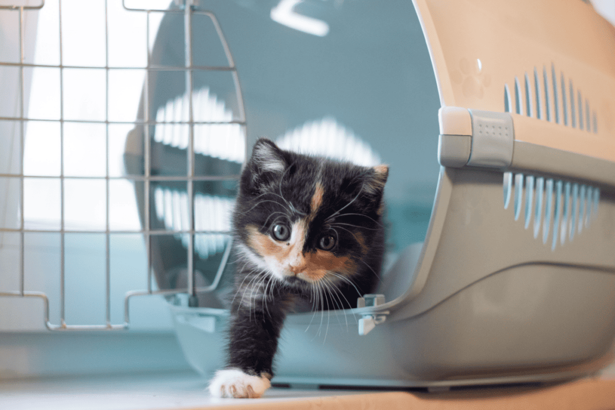 Un Gatito O Un Gato Mayor: ¿cuál Debería Adoptar? Un Gatito O Un Gato Mayor: ¿cuál Debería Adoptar?