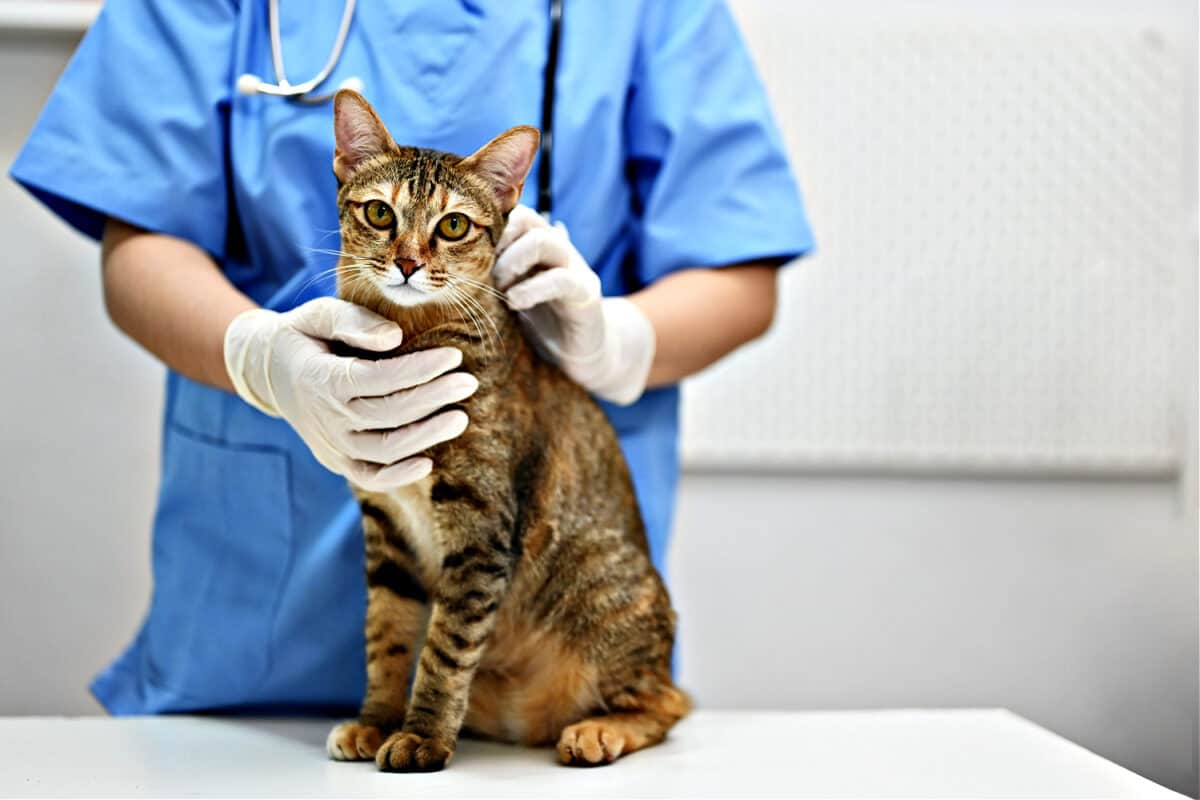 Vacunas Para Gatos: Una Guía Rápida Y útil