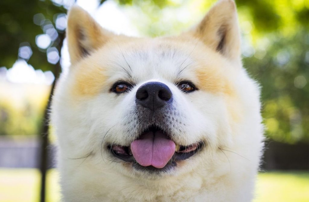 Akita Inu