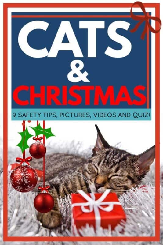 Gatos Y Navidad [9 Safety Tips, Pictures, Videos, and Quiz!]