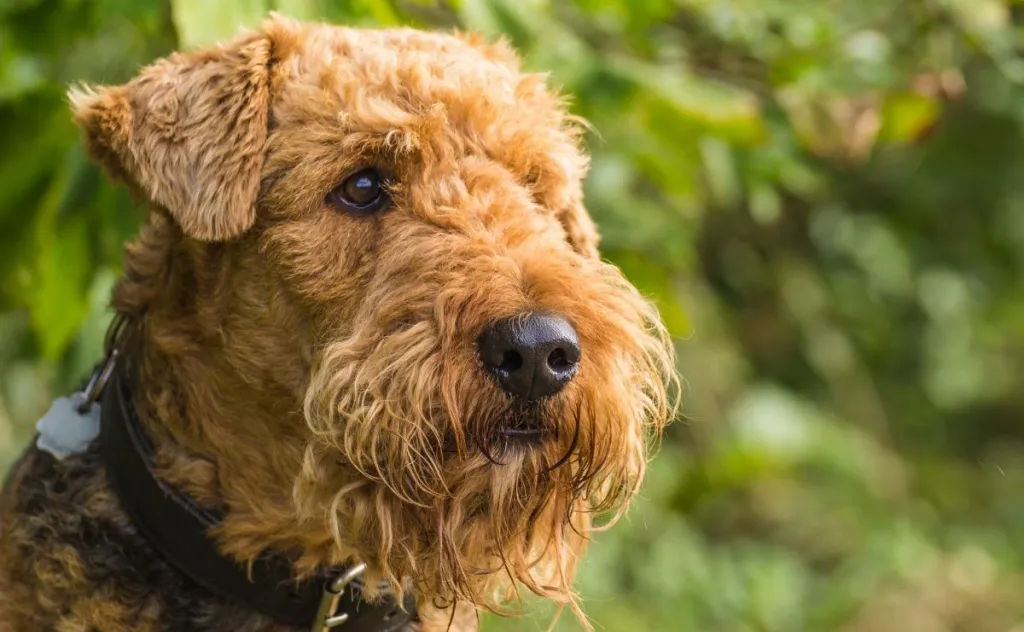 Terrier Airedale