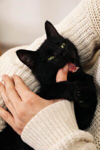¿cómo Lidiar Con Las “mordeduras De Amor” De Los Gatos?