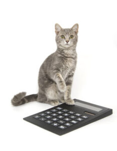 ¿cuánto Cuesta Adoptar Un Gato De Refugio?