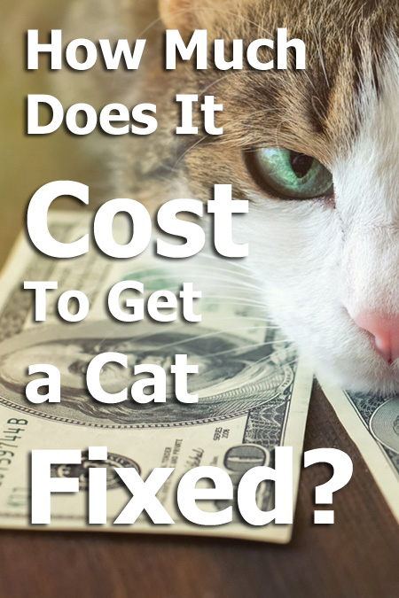 ¿cuánto Cuesta Arreglar Un Gato?