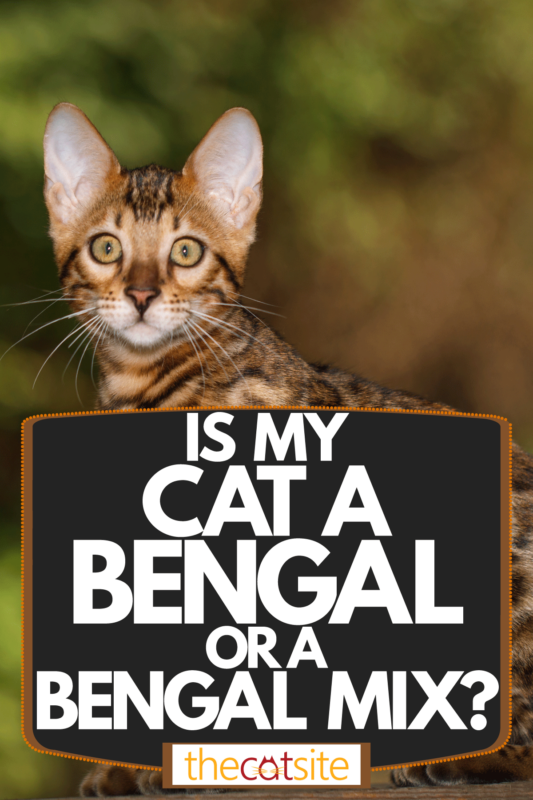 ¿mi Gato Es Bengalí O Una Mezcla De Bengalí? (contestada)