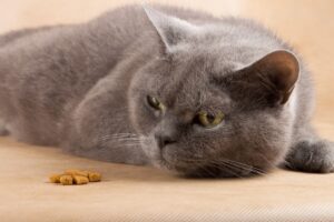 ¿por Qué Mi Gato Ha Dejado De Comer Y Es