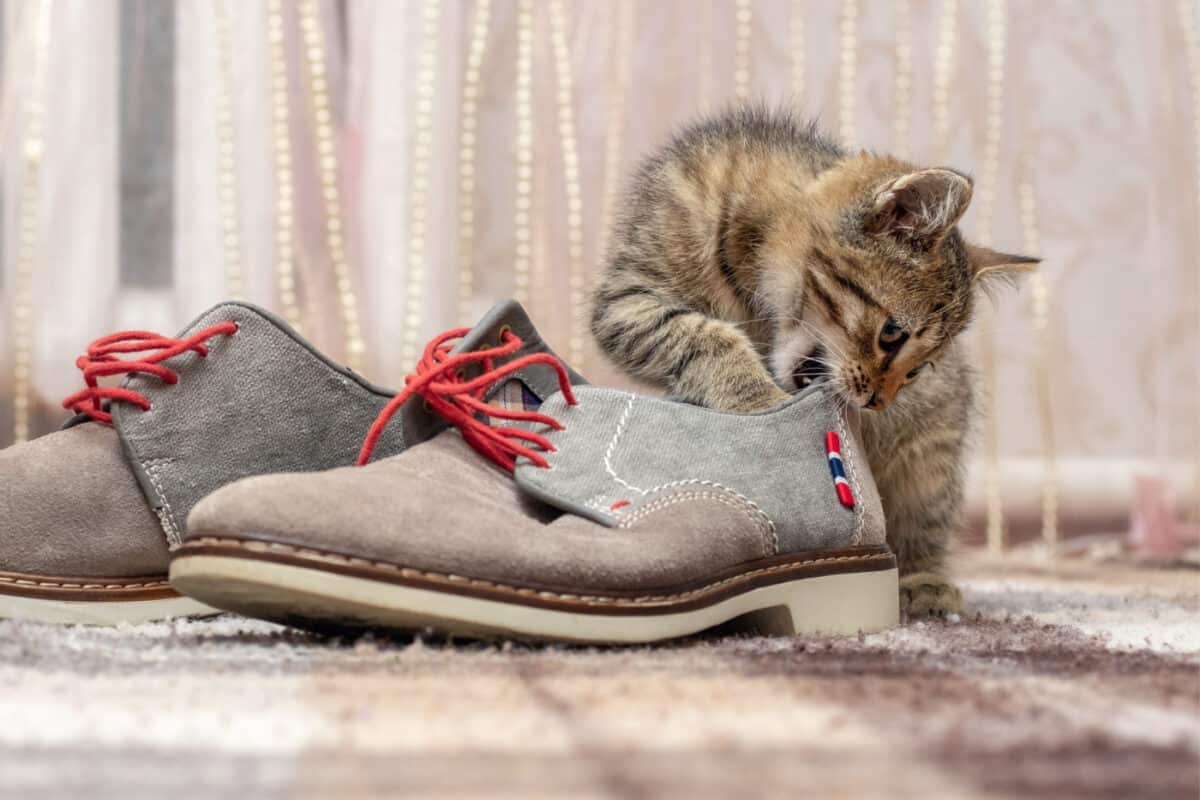 ¿por Qué Mi Gato Pone Juguetes en Mis Zapatos? Desentrañando