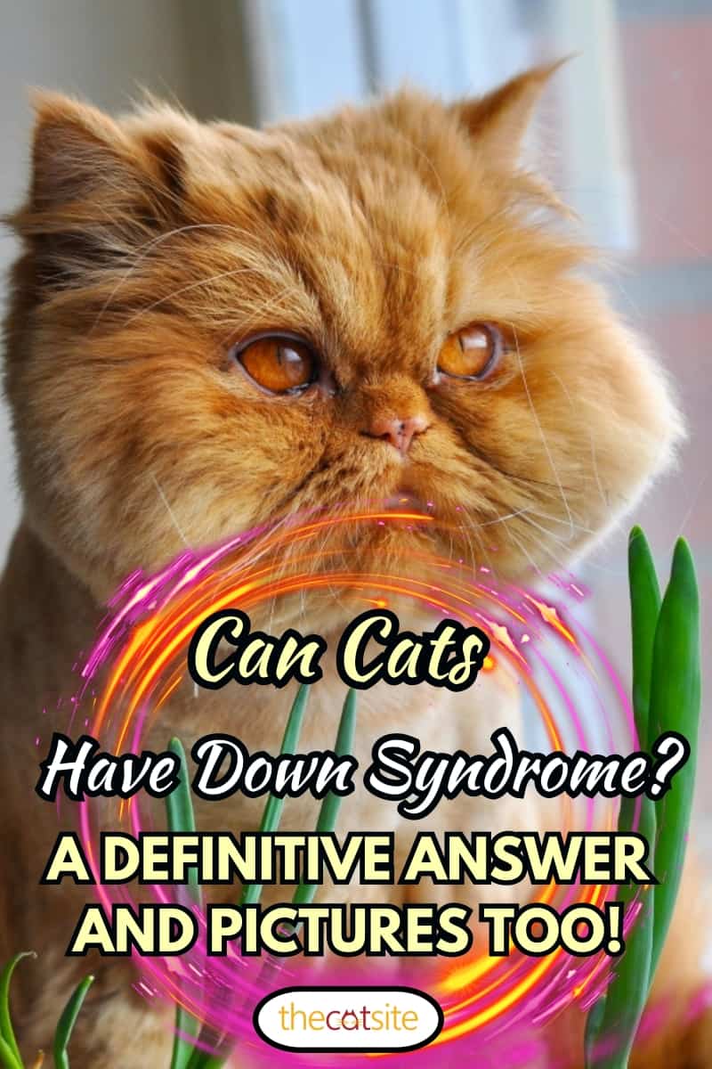 ¿pueden Los Gatos Tener Síndrome De Down? (¡una Respuesta Definitiva