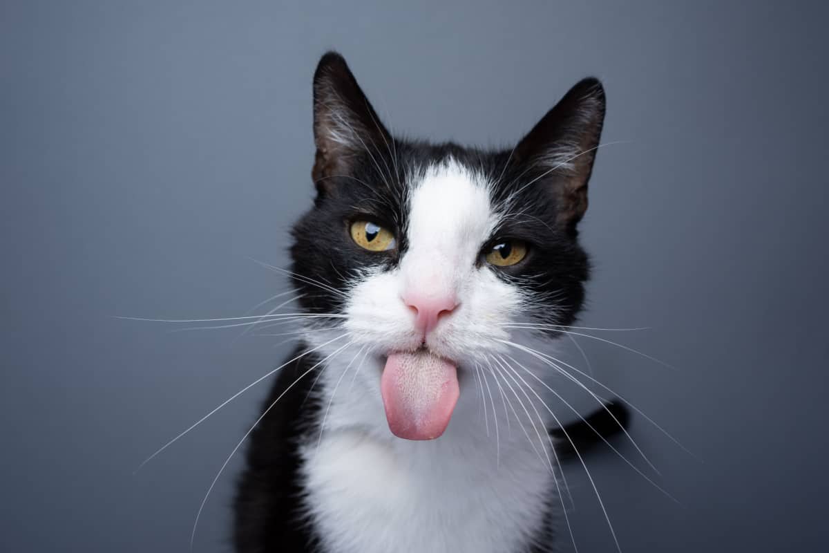 ¿qué Raza Puede Ser Un Gato Esmoquin?: Una Inmersión Profunda