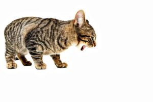 ¿tu Gato Vomita? Una Guía Completa Sobre Los Vómitos Felinos