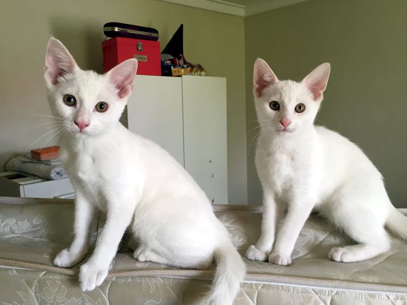 ¿viendo Doble? 20 Fotos Asombrosas De Gatos Iguales