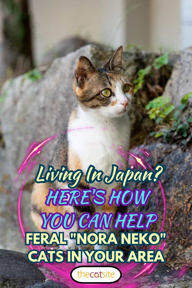 ¿vive en Japón? Así Es Como Puedes Ayudar a Los