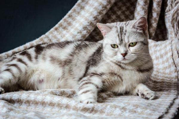 ¿A qué edad abren los ojos los gatos?  - Desarrollo prenatal del gatito. 