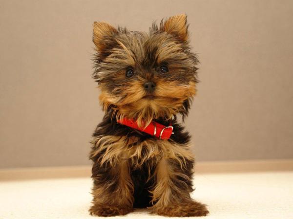 ¿A qué edad deja de crecer un Yorkshire Terrier?  - ¿Cuándo deja de crecer un Yorkie?