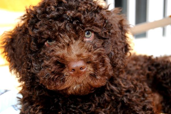 ¿A qué edad dejan de crecer los perros?  - ¿Cuándo crecen más los cachorros?