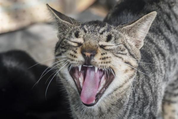 ¿A qué edad los gatos pueden tener gatitos? - Calor en gatos