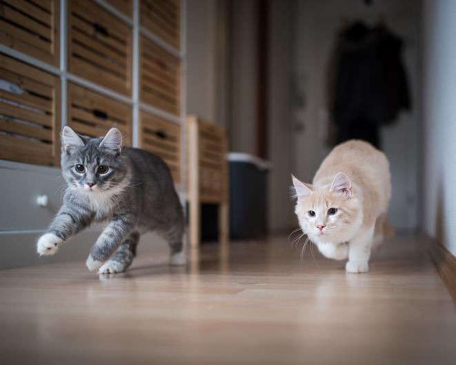 ¿a Qué Edad Se Calman Los Gatos?