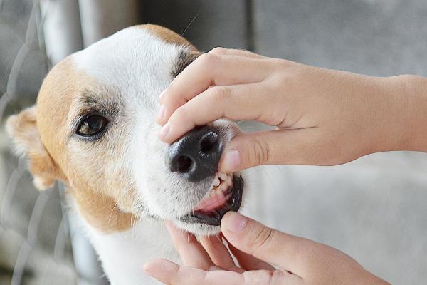 ¿Cómo aliviar el dolor de muelas en los perros?  - Signos de dolor de muelas en perros