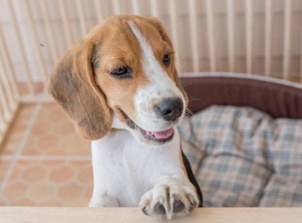 ¿Cómo construir un parque para perros? - ¿Qué es un parque para perros?
