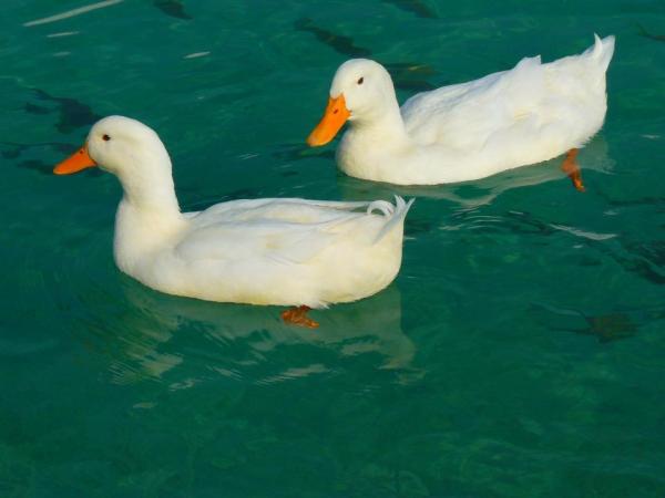 ¿Cómo cuidar un pato? -