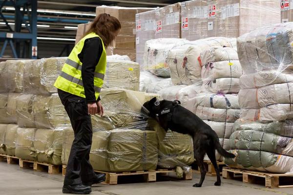 ¿Cómo entrenan a los perros detectores? - Antecedentes sobre los perros detectores de drogas.