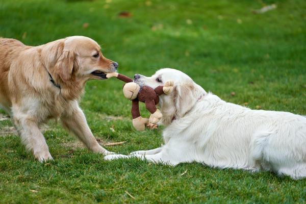 ¿Cómo evitar que los perros peleen en la misma casa? - ¿Por qué mis perros se pelean?