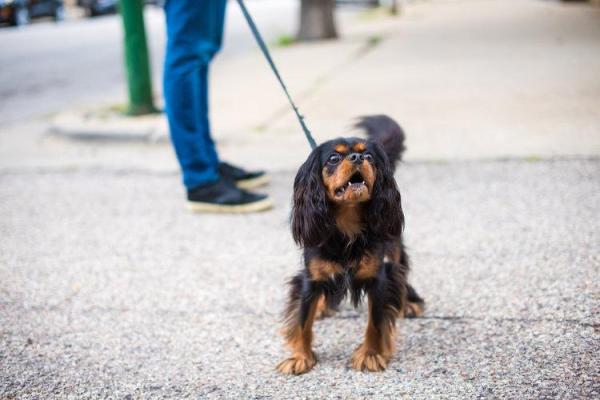 ¿Cómo evito que mi perro ladre a otros perros con correa? - ¿Por qué mi perro ladra a otros perros cuando está atado?