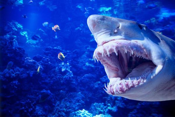 ¿Cómo funciona la lengua de un tiburón? - ¿Cuál es la estructura del basihyal en los tiburones?